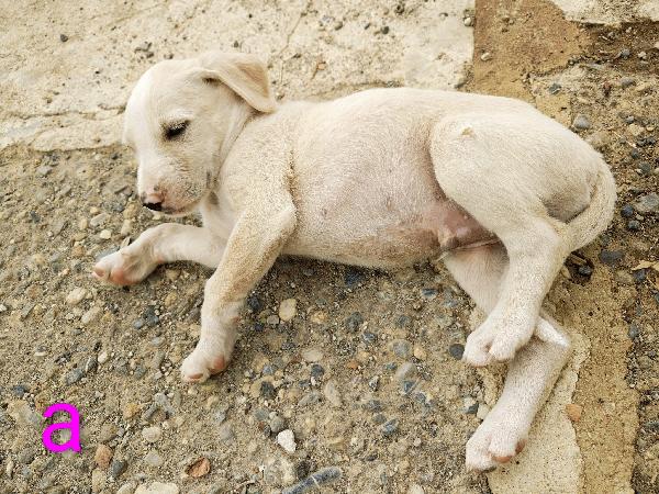 🐾 ADONE, UN PICCOLO EROE IN CERCA DI AMORE 🐾 Foto 6